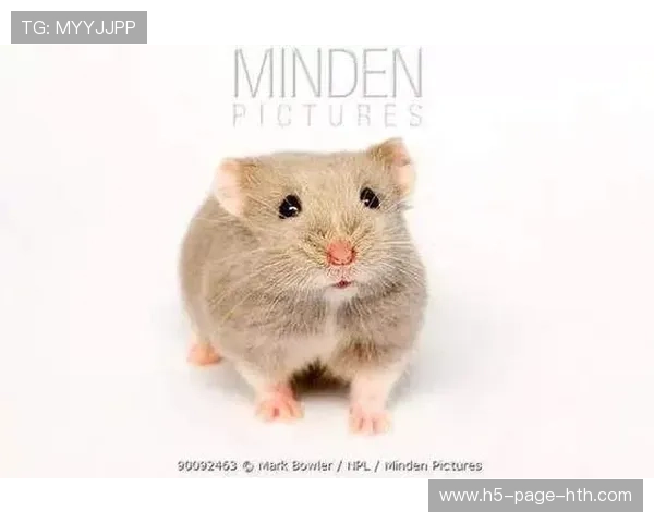 坎贝尔步伐灵巧如猫