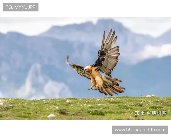 老鹰战术课：快速攻击线组织更为清晰